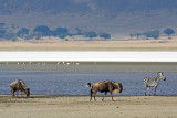 Gazelles and Zebras at Ngorongoro Soda Lake