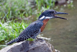 After Swim (Giant Kingfisher)