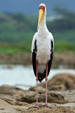 I'm Standing in the Rain (Yellow-Billed Stork)