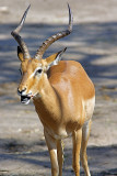 It Tastes Good (Impala Antelope)