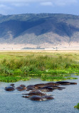 Hippo Pool in Ngorongoro Crater