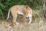 Mother (Lioness and Cubs)