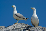 Lesser Black-Backed Gulls