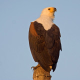 Fish Eagle