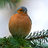 Common Chaffinch