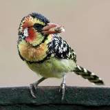 Rubbish King (Red and Yellow Barbet)
