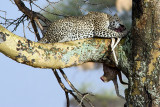 Late Dinner (Leopard Eating Gazelle)