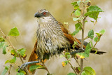 White-Browed Coucal