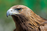 The Golden Eagle (aquila chrysaetos)
