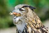 Great Horned Owl (bubo virginianus)