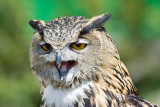 Great Horned Owl (bubo virginianus)