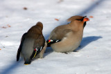 Bohemian Waxwings