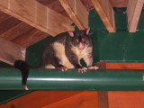 Brushtail Possum Montville