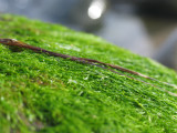 Seaweed