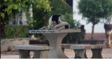 Dog at monestery