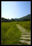 Into the Rice Fields