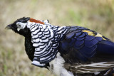 Lady Amhersts Pheasant