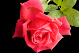 Rose Chrysler Imperial