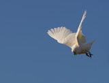 Sulphur Crested Cockatoo in flight