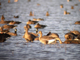 Greater White-fronted