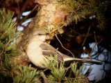 Mockingbird