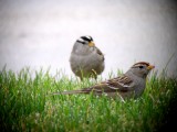 White-crowned