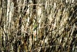 Broad-billed?
