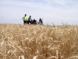 From the field.