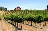 Nice vineyard photo.