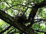 Bird in the bush.
