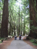 Armstrong Redwoods State Reserve
