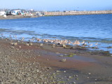 Group of Marble Godwits and a few Willets on the bayshores.