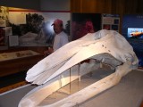 Whale Bones.
