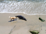 This seal didnt make it.