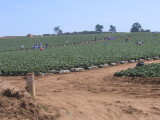 Salinas farm fields.