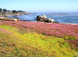 Wildflowers along the shoreline.