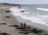 Young male Eleghant Seals are the last to migrate north.