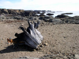 The beach is littered with worn glass fragments from discharged bottles