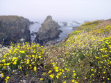 Marina headlands in Fort Bragg