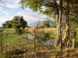 On an evening walk in Bishop.