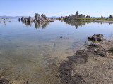 Shoreline covered with alkali flies.