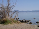 Many birds feed on the flies and brine shrimp.