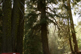 Latenoon light through the trees.
