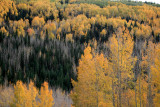 Fall colors on the La Sal Mountains