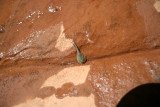 Tadpole Shrimp