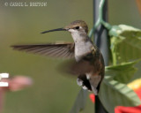 Black-chinned female