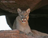 Puma, aka Mountain Lion