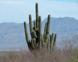Giant Saguaro