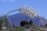 Heavy Yucca