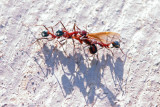 Ants     [2 of 2]